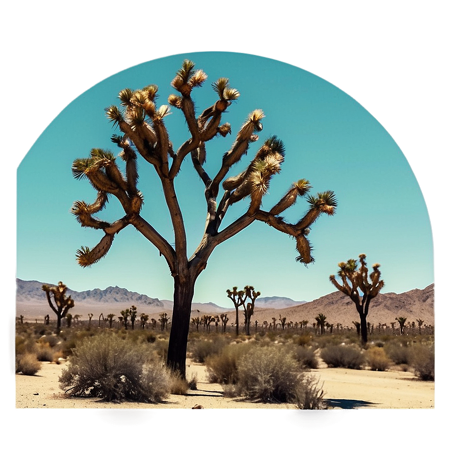 Joshua Tree In Vintage Filter Png 75 PNG