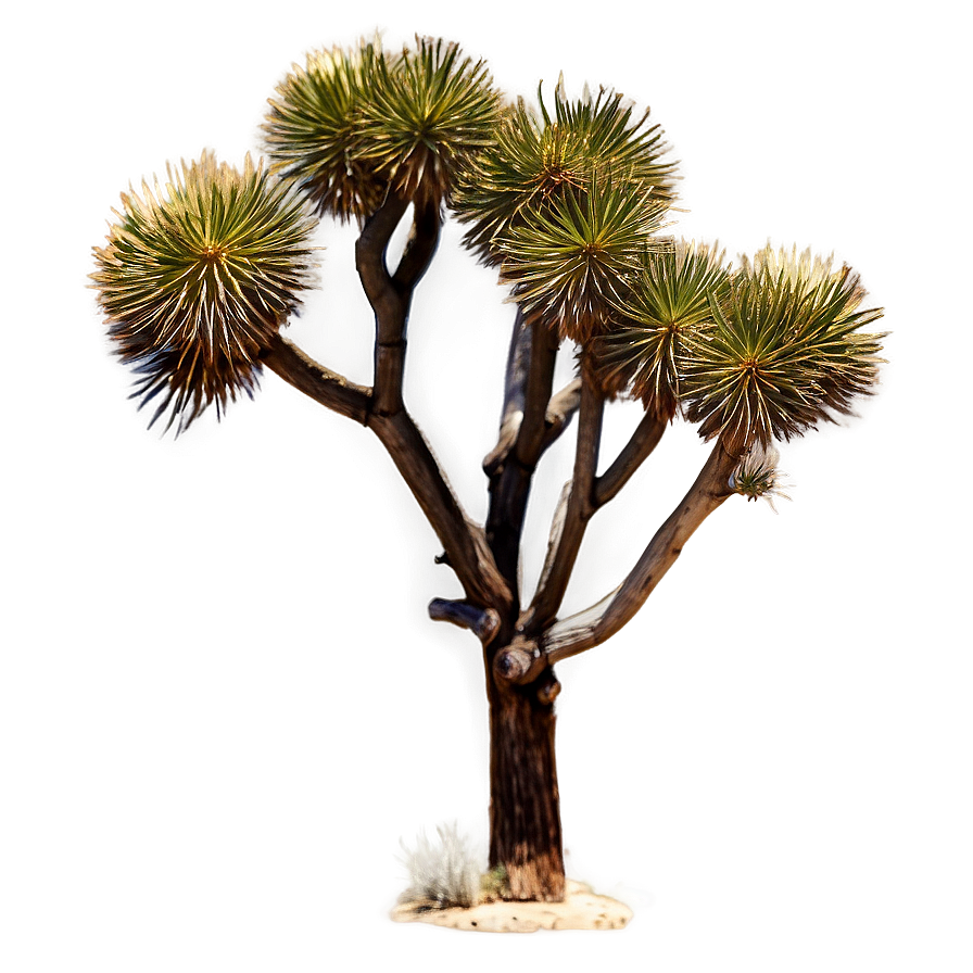 Joshua Tree In Vintage Filter Png 97 PNG