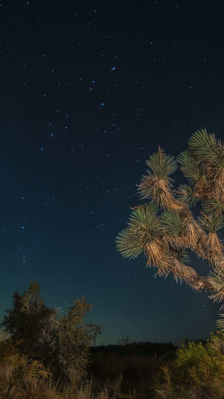 Parquenacional Joshua Tree: Acercamiento De Un Árbol Durante La Noche. Fondo de pantalla