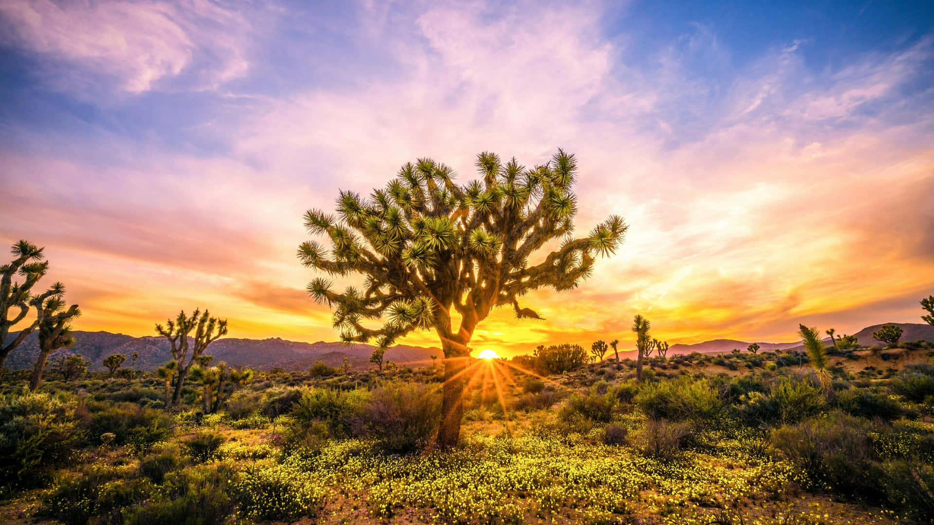 Joshua Tree Sunset billeder løfter dit humør.