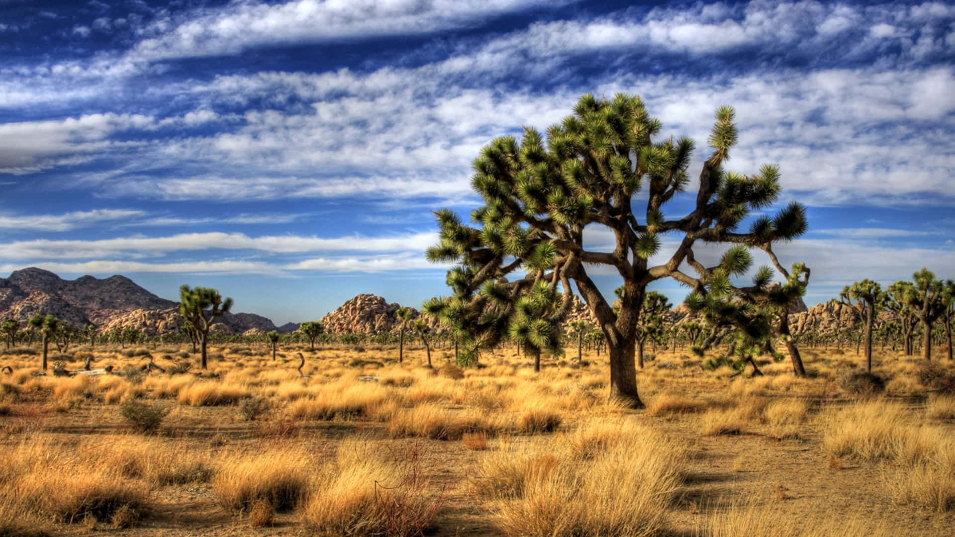 Wide Joshua Tree Pictures