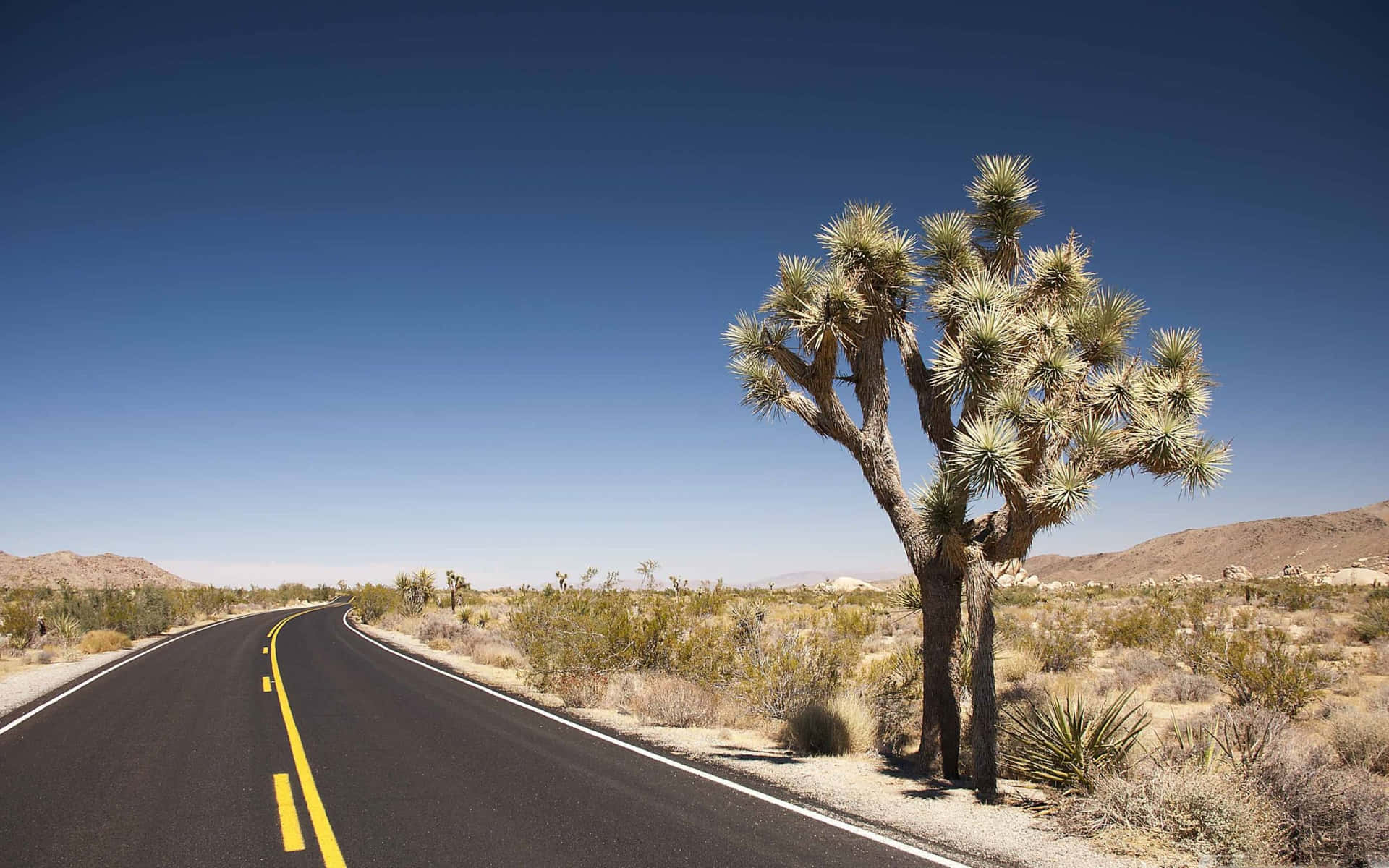 Joshua Tree By The Road Pictures