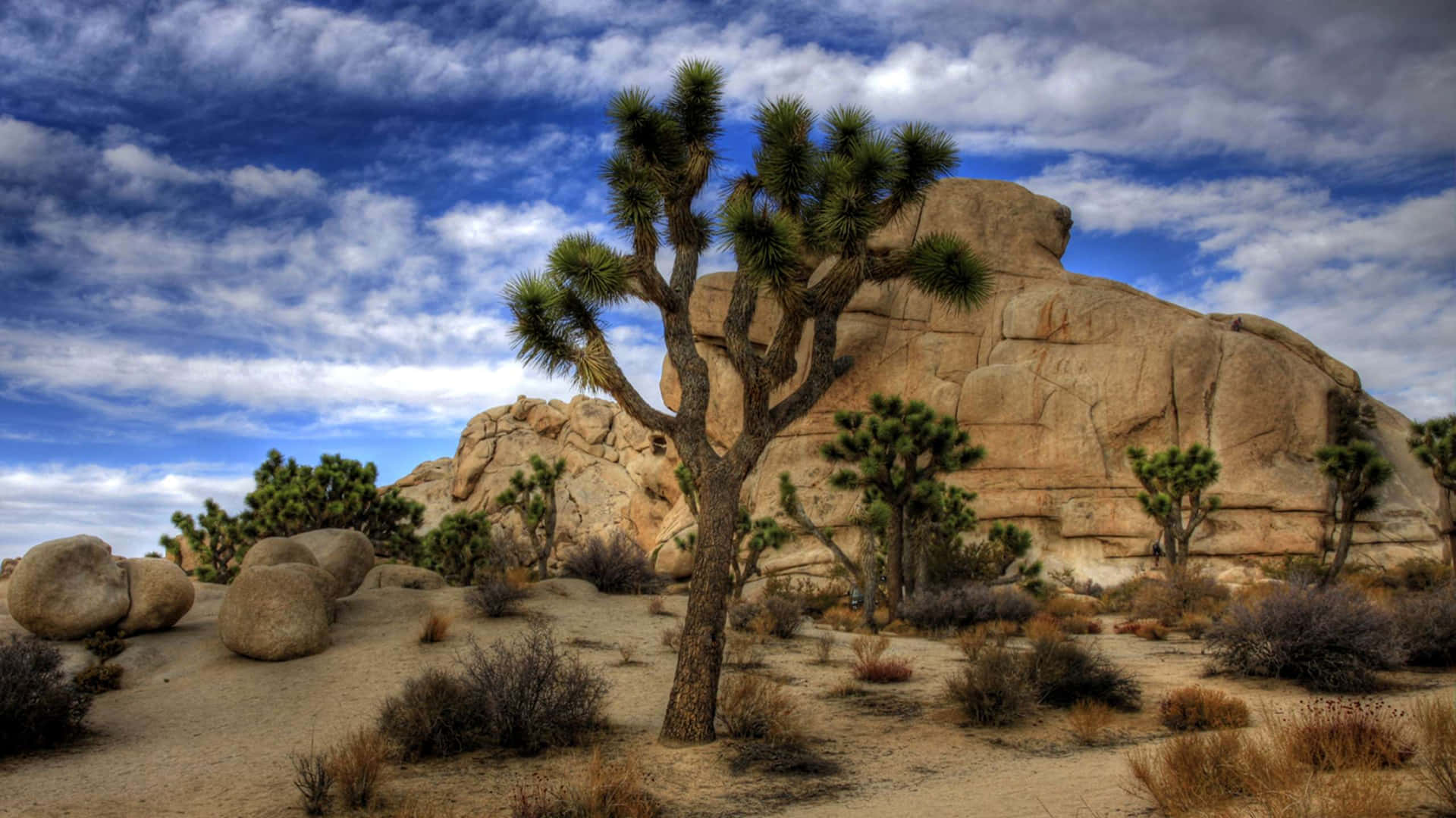 Billeder af Joshua Tree Californien USA Smukke Skyline Skrivebordsbaggrund