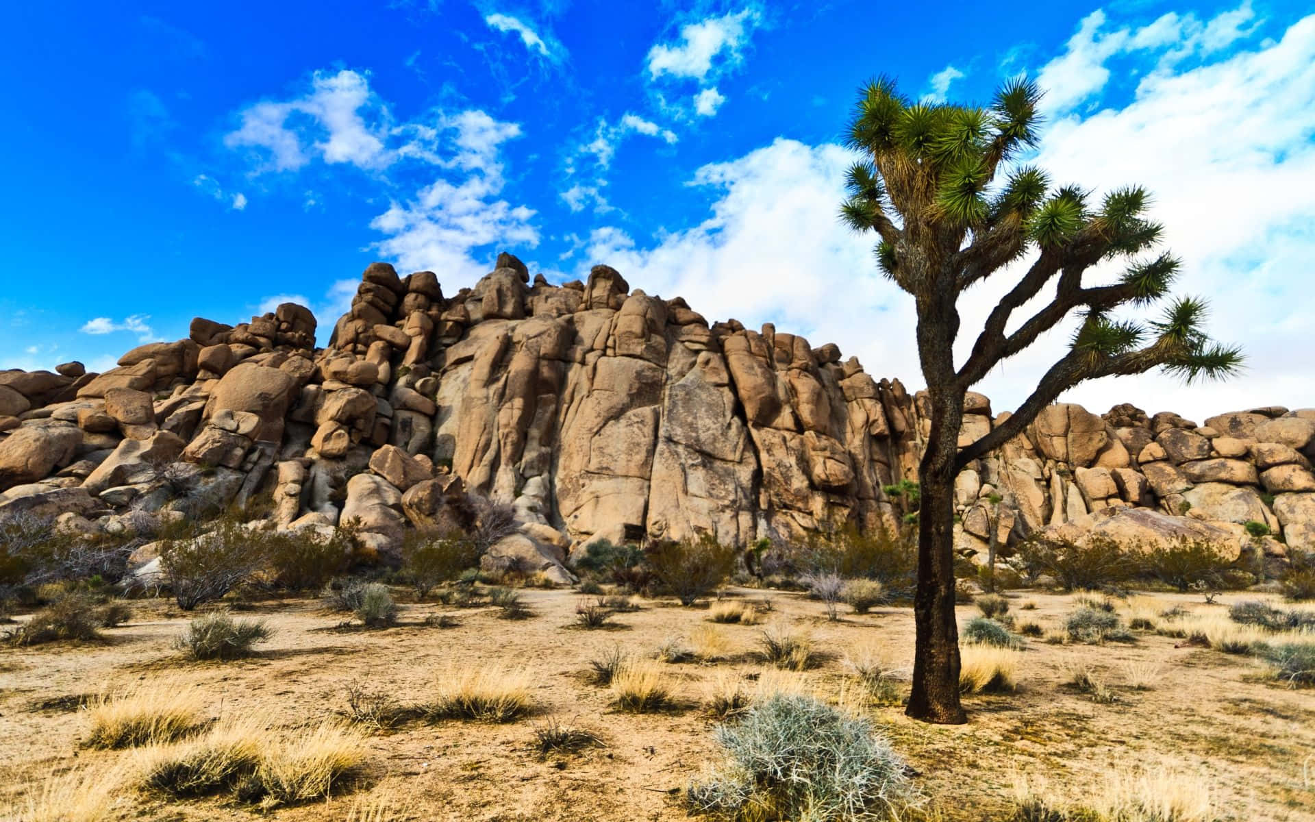 Joshua Tree By The Hills Pictures