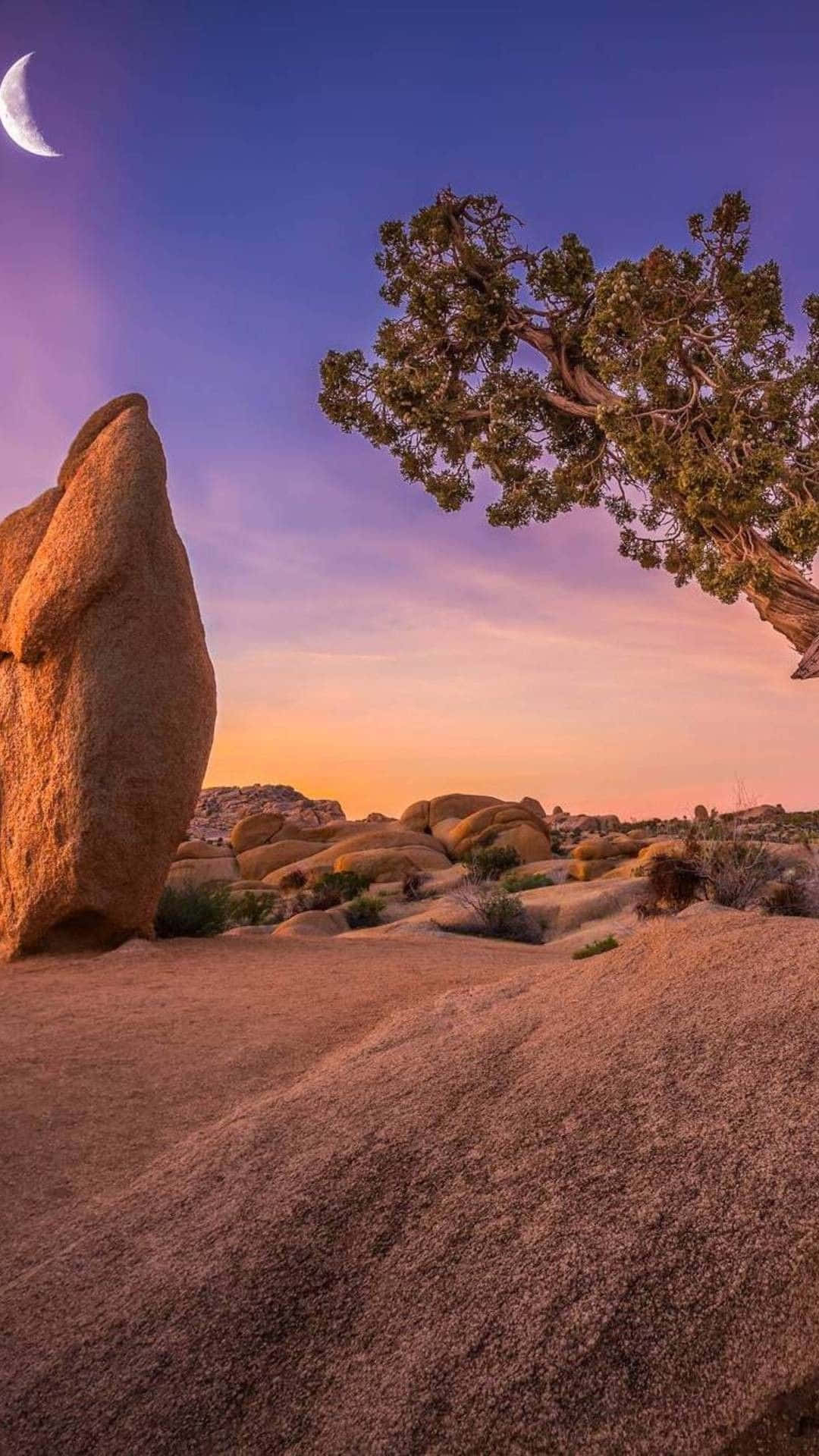 Billeder af Joshua Tree og stor sten, slår på skærmen.