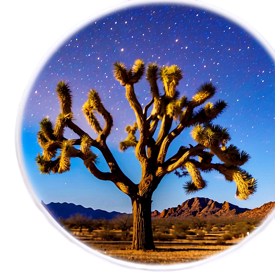 Joshua Tree Under Moonlight Png 06262024 PNG