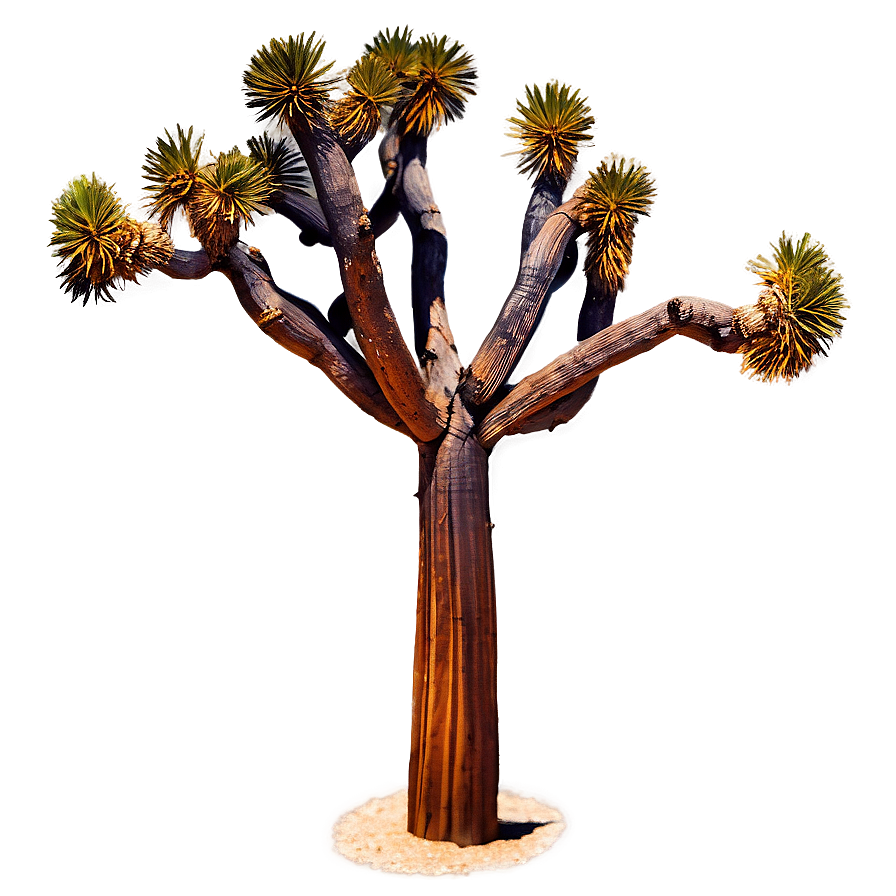 Joshua Tree With Galaxy Background Png 06262024 PNG