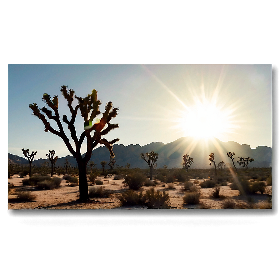 Joshua Tree With Sun Flare Png Sdp76 PNG