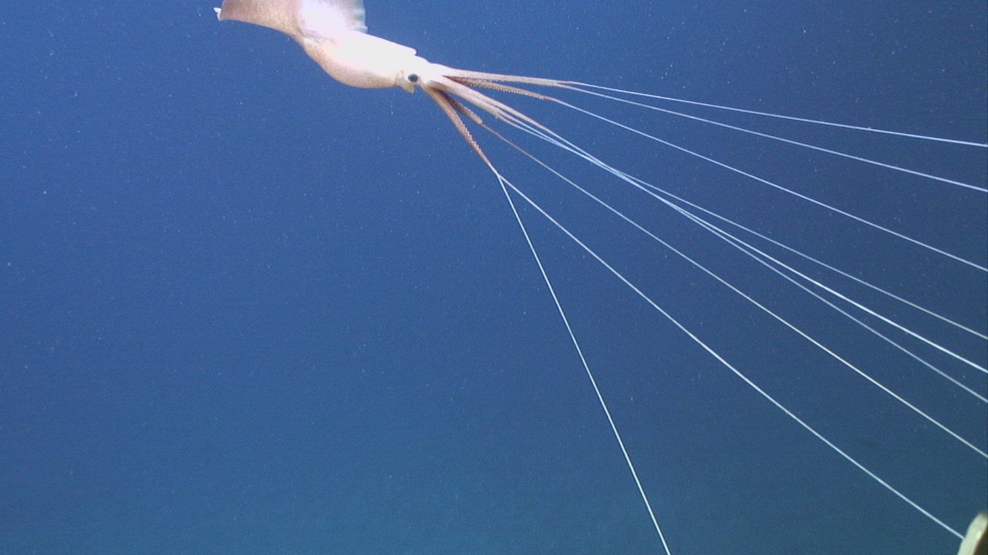 Joubin's Calamari With Long Tentacles Picture