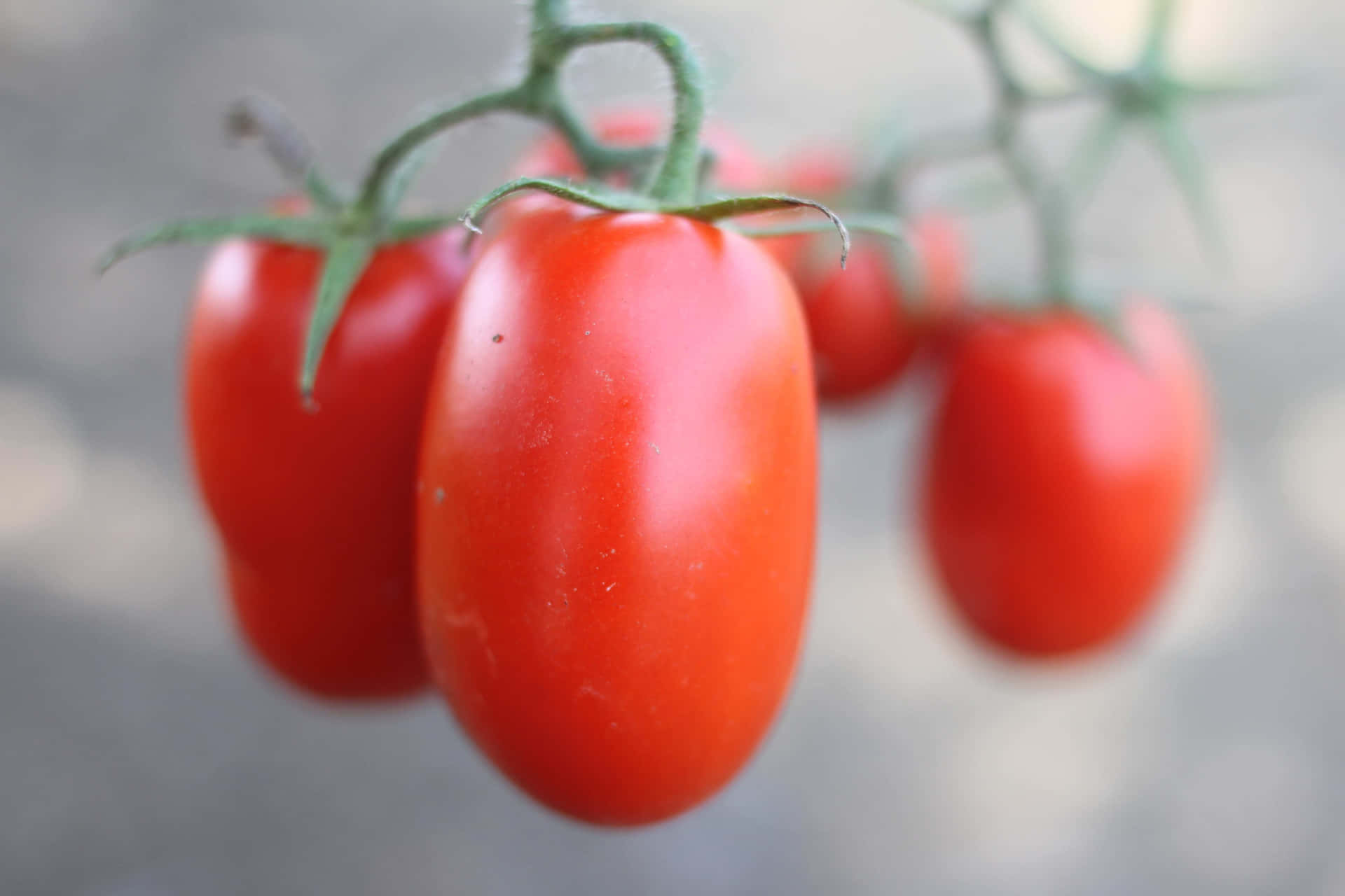 Jovial Foods Tomatoes Wallpaper