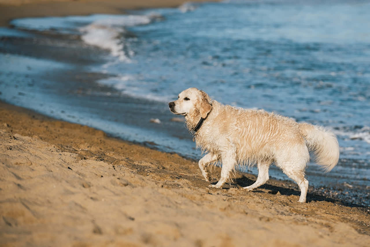 Joyful Beach Day With Furry Friend Wallpaper