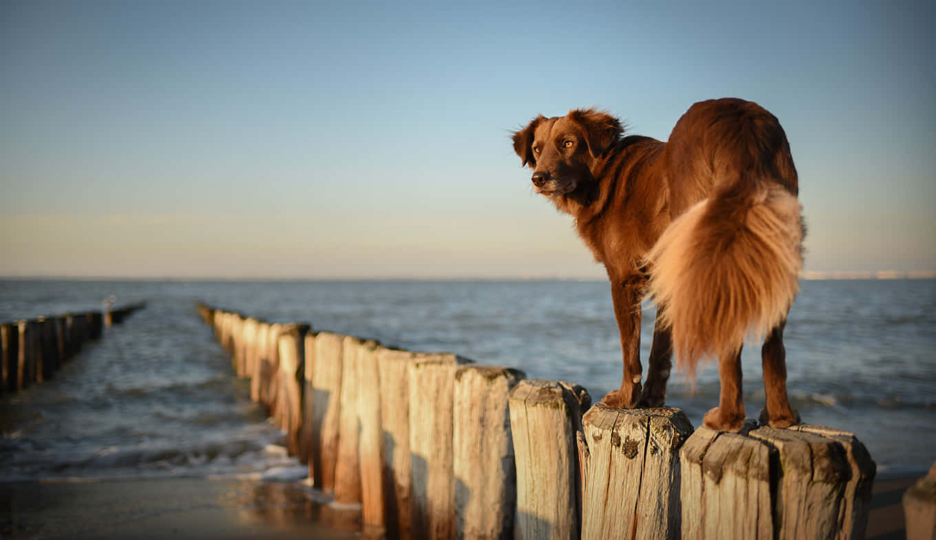 Joyful Beach Dog Running On The Shore Wallpaper
