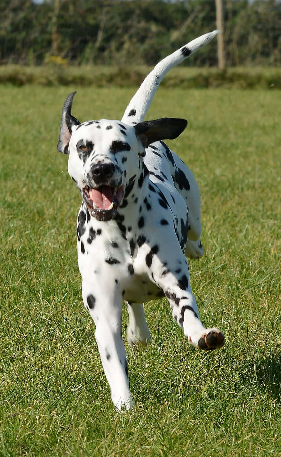 Vrolijke Dalmatier Rent Over Gras Achtergrond