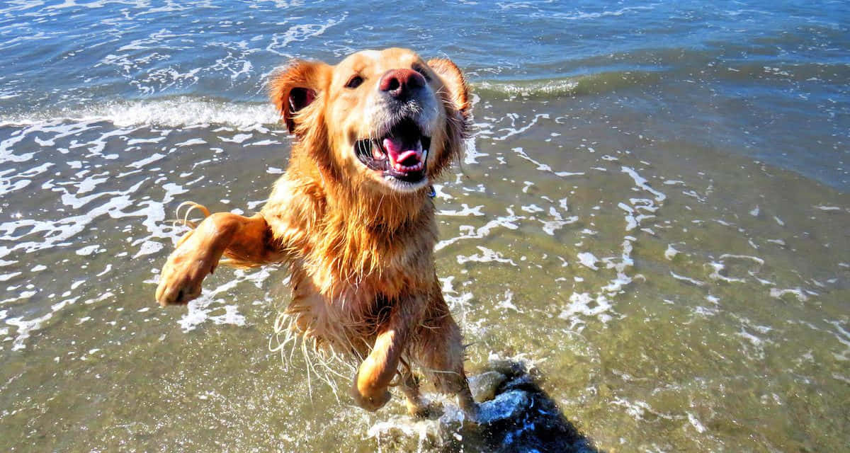 Joyful Dog Enjoying A Sunny Day At The Beach Wallpaper