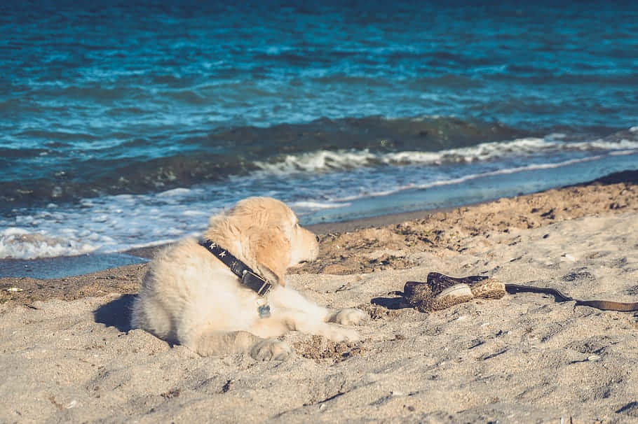 Joyful Dog Enjoying Beach Time Wallpaper