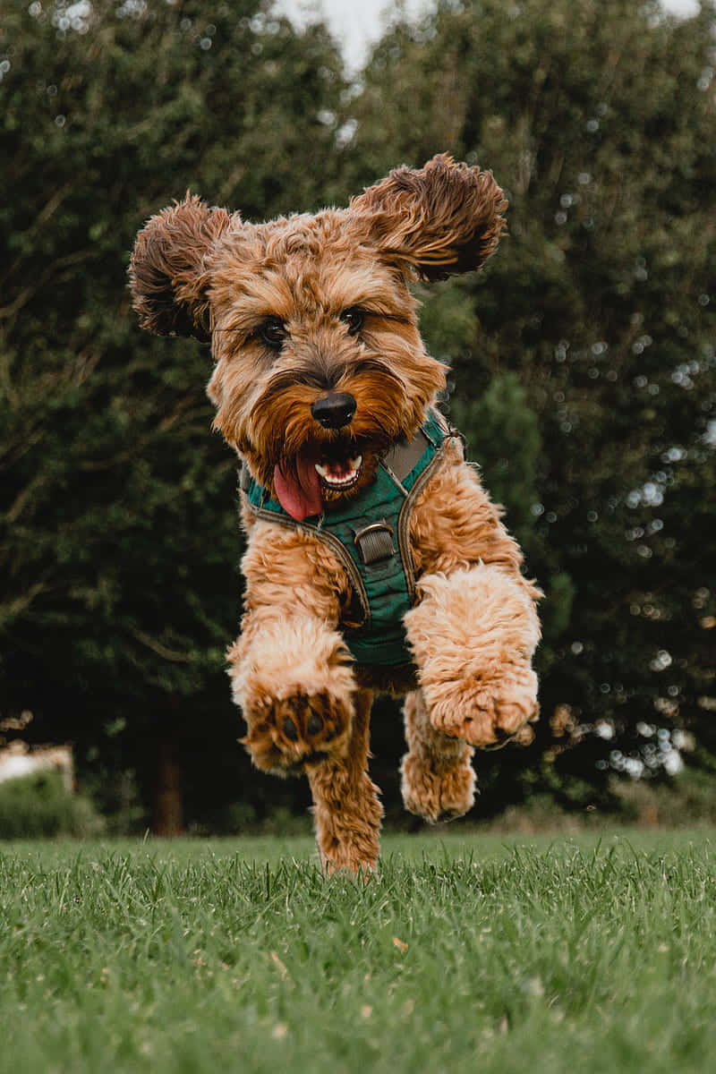 Vrolijke Hond In De Lucht Groen Veld Achtergrond