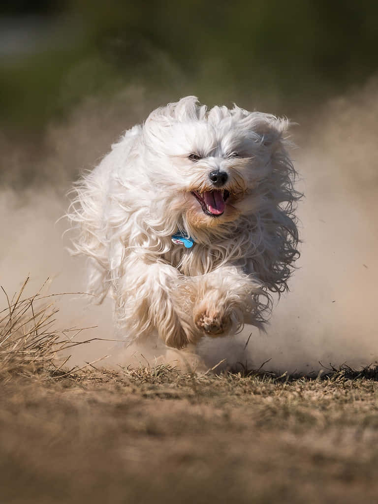 Anjing Fluffy Ceria Dalam Gerakan Wallpaper