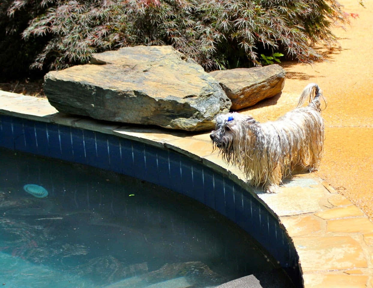 Joyful Labrador Retriever Swimming In The Pool Wallpaper