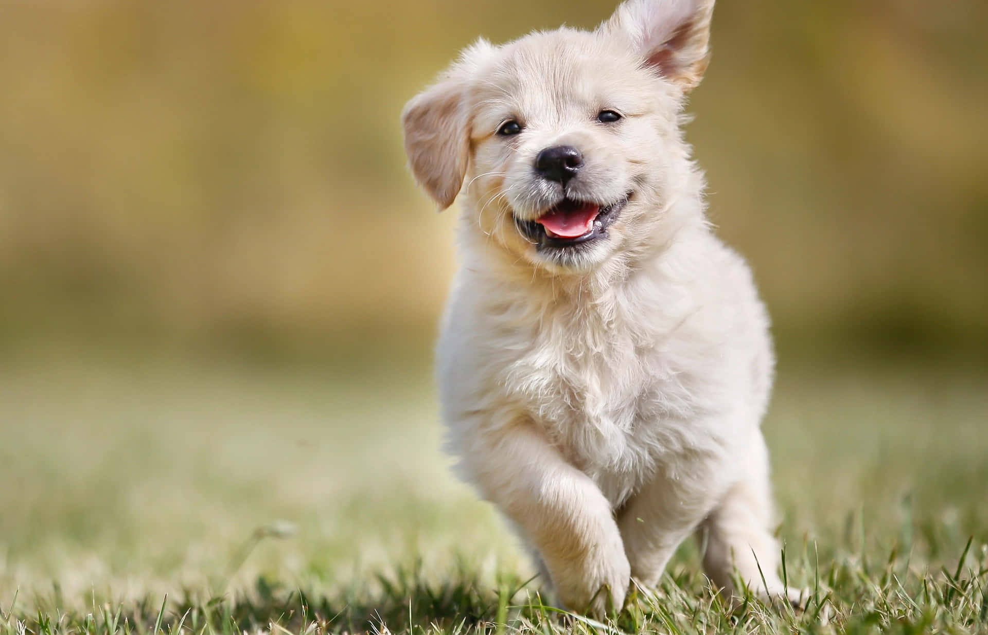 Joyful Puppy Running Through Grass4 K Wallpaper