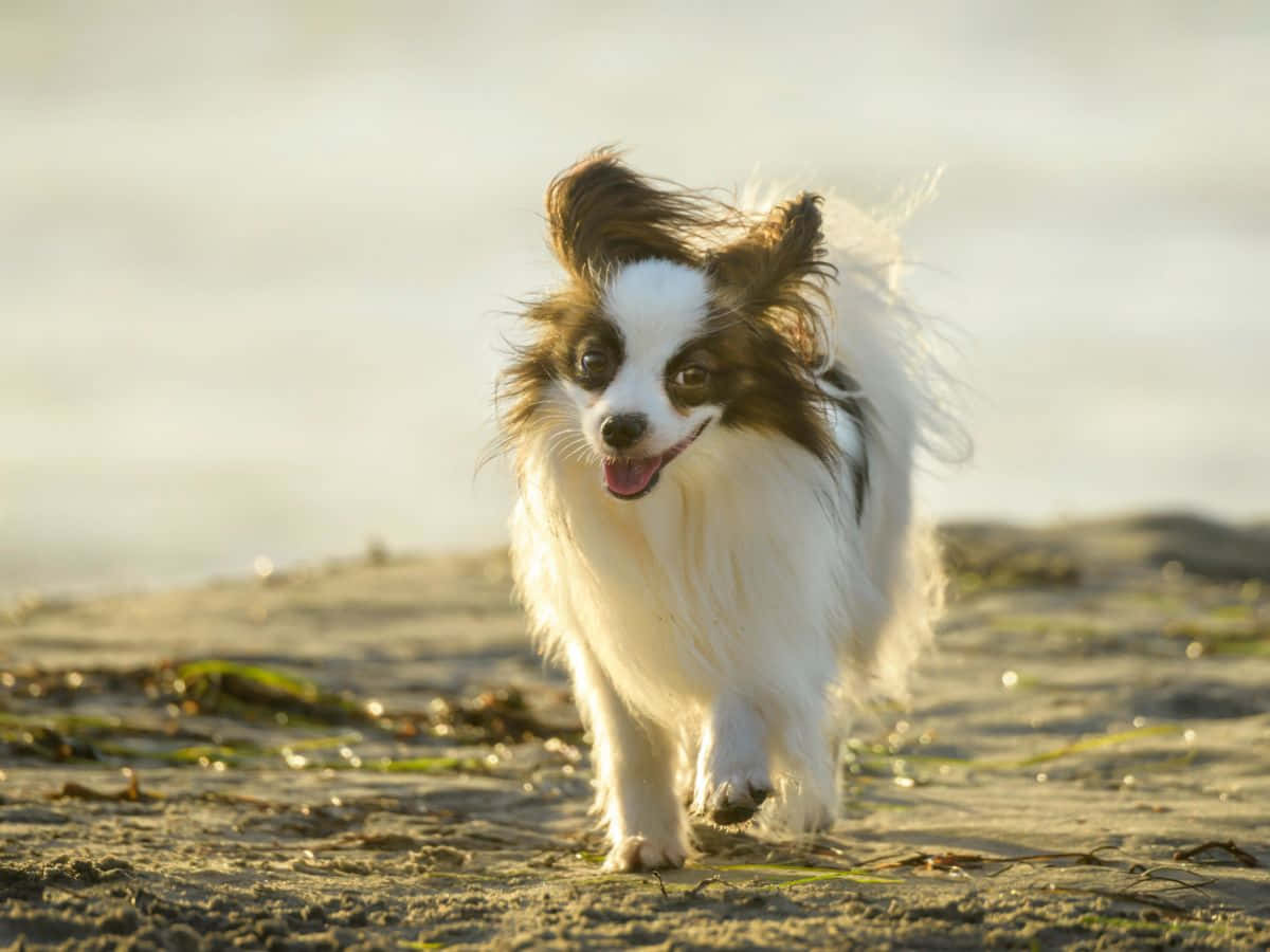 Joyful Summer - Enthusiastic Dog Running On A Beautiful Beach Wallpaper