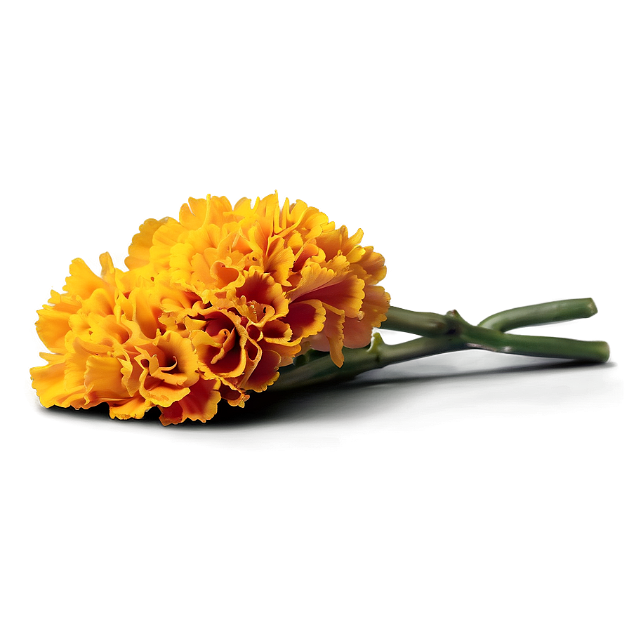 Jubilant Marigold Embrace Png 06202024 PNG