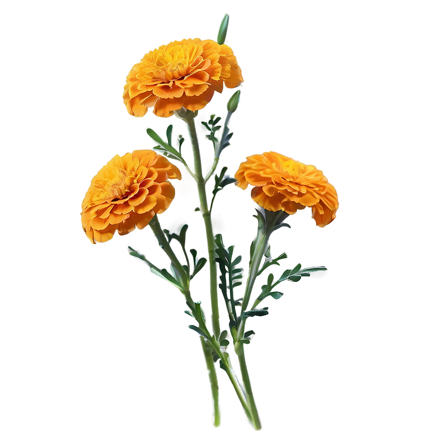 Jubilant Marigold Embrace Png Udd PNG