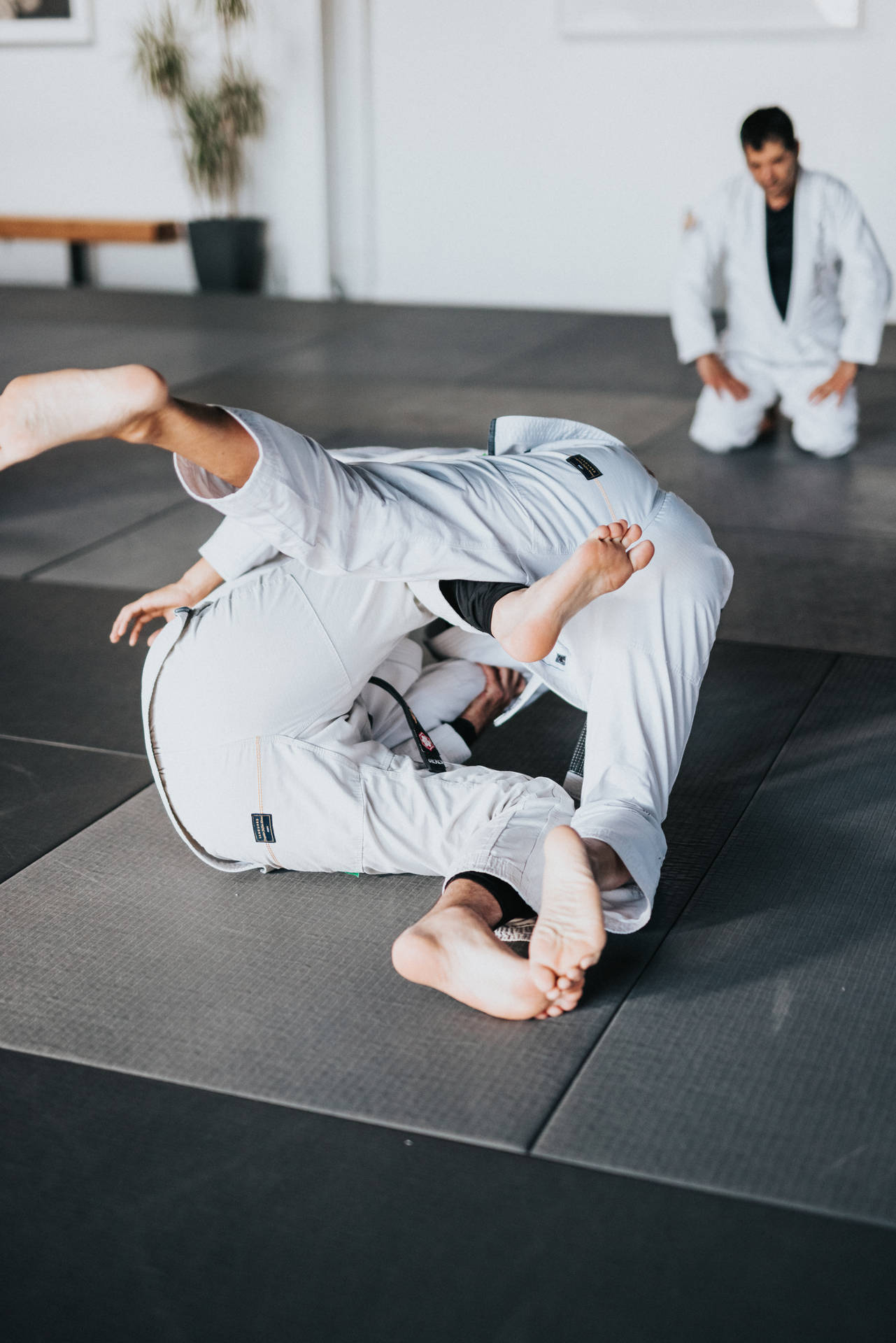 Judo Martial Arts udviser deres throw og submissions. Wallpaper