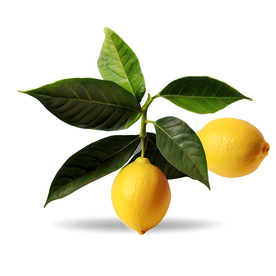 Juicy Lemons Png Qcb PNG