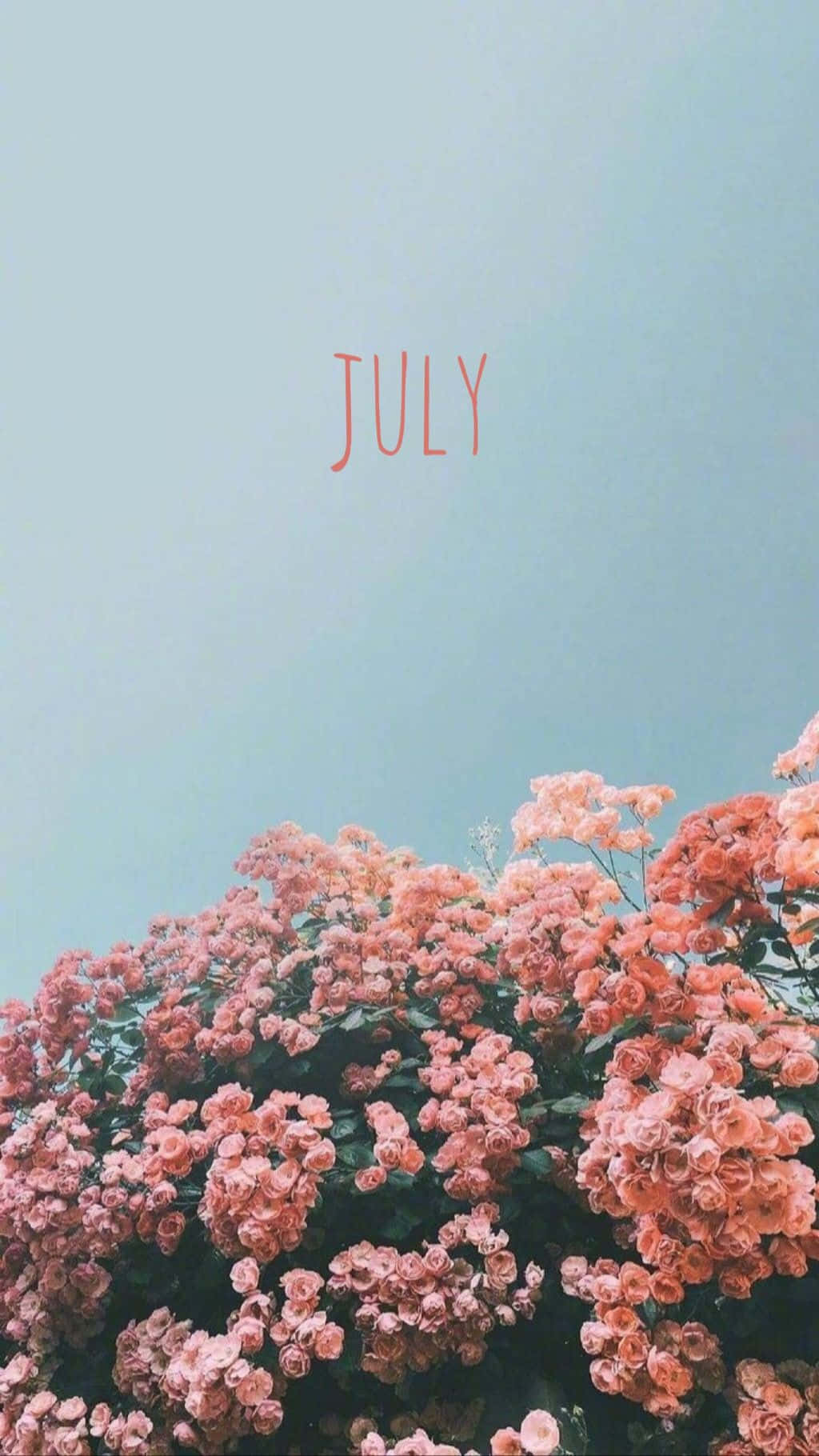 July Summer Blooms Aesthetic Wallpaper