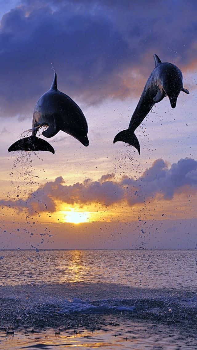 Two Dolphins Jumping Out Of The Water At Sunset