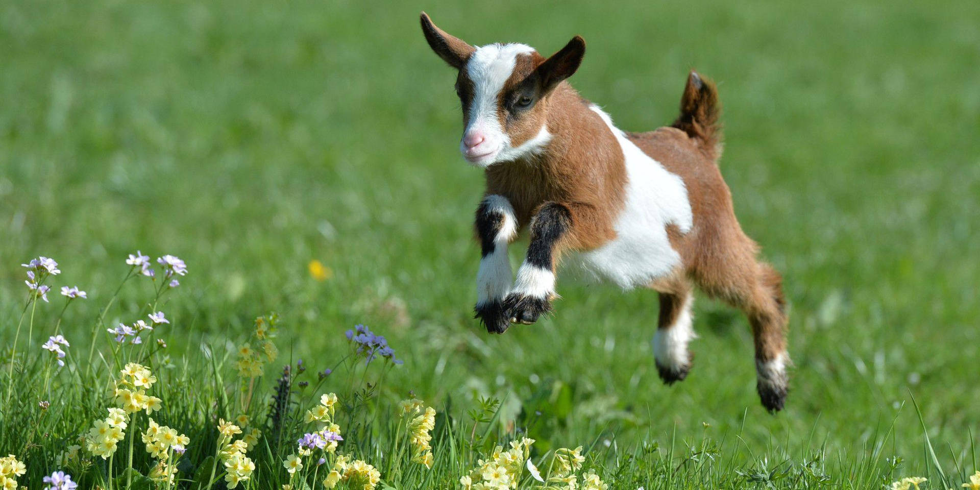 Jumping Baby Goat On Grass Wallpaper
