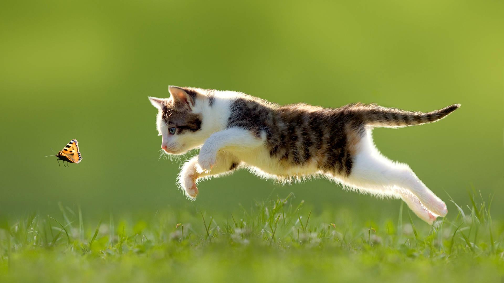Jumping Cute Cat Hd Wallpaper