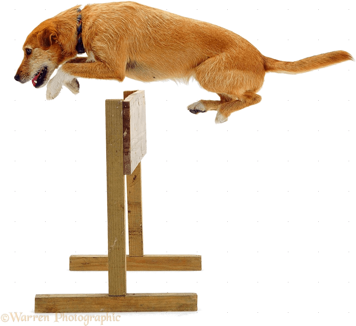 Jumping Dog Agility Hurdle PNG