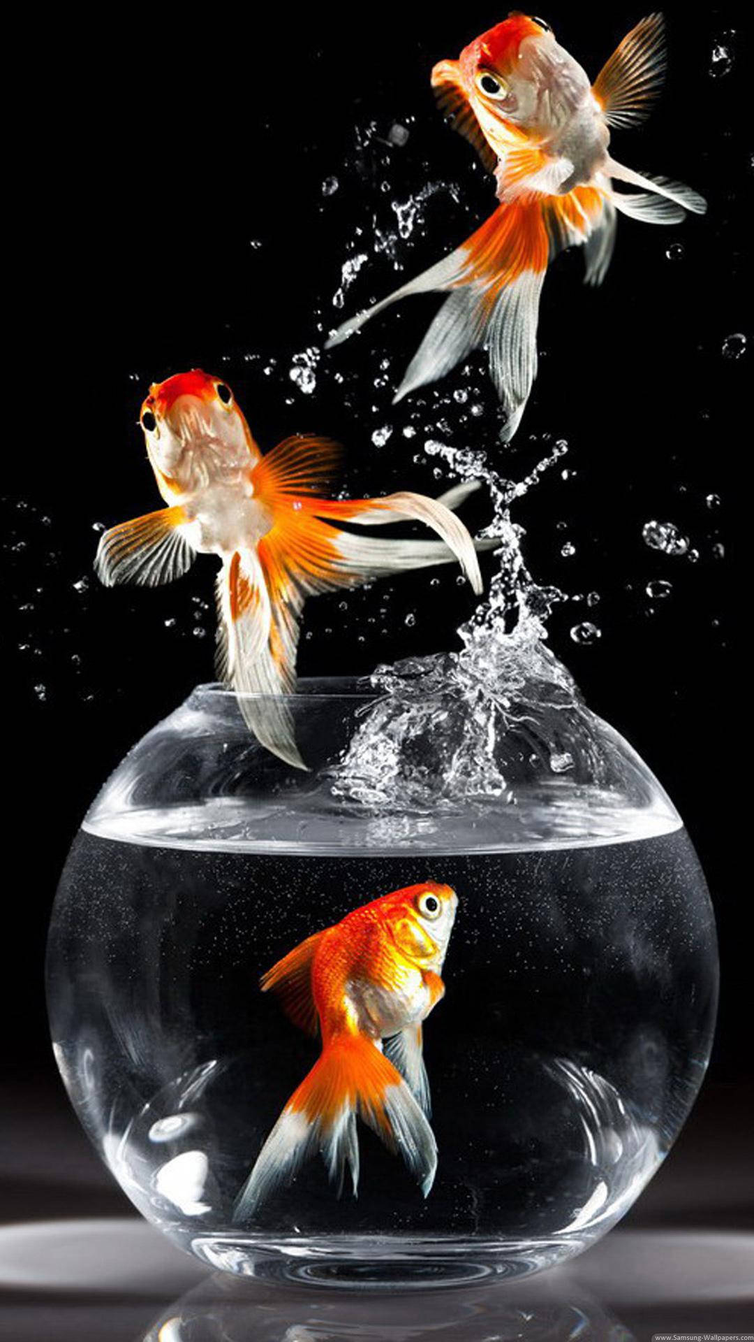 Jumping Fancy Goldfishes