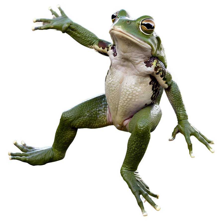 Jumping Frog Action Png 05032024 PNG