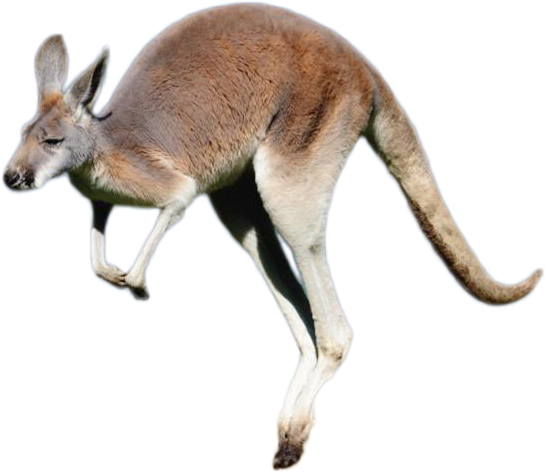 Jumping Kangaroo Isolated.png PNG