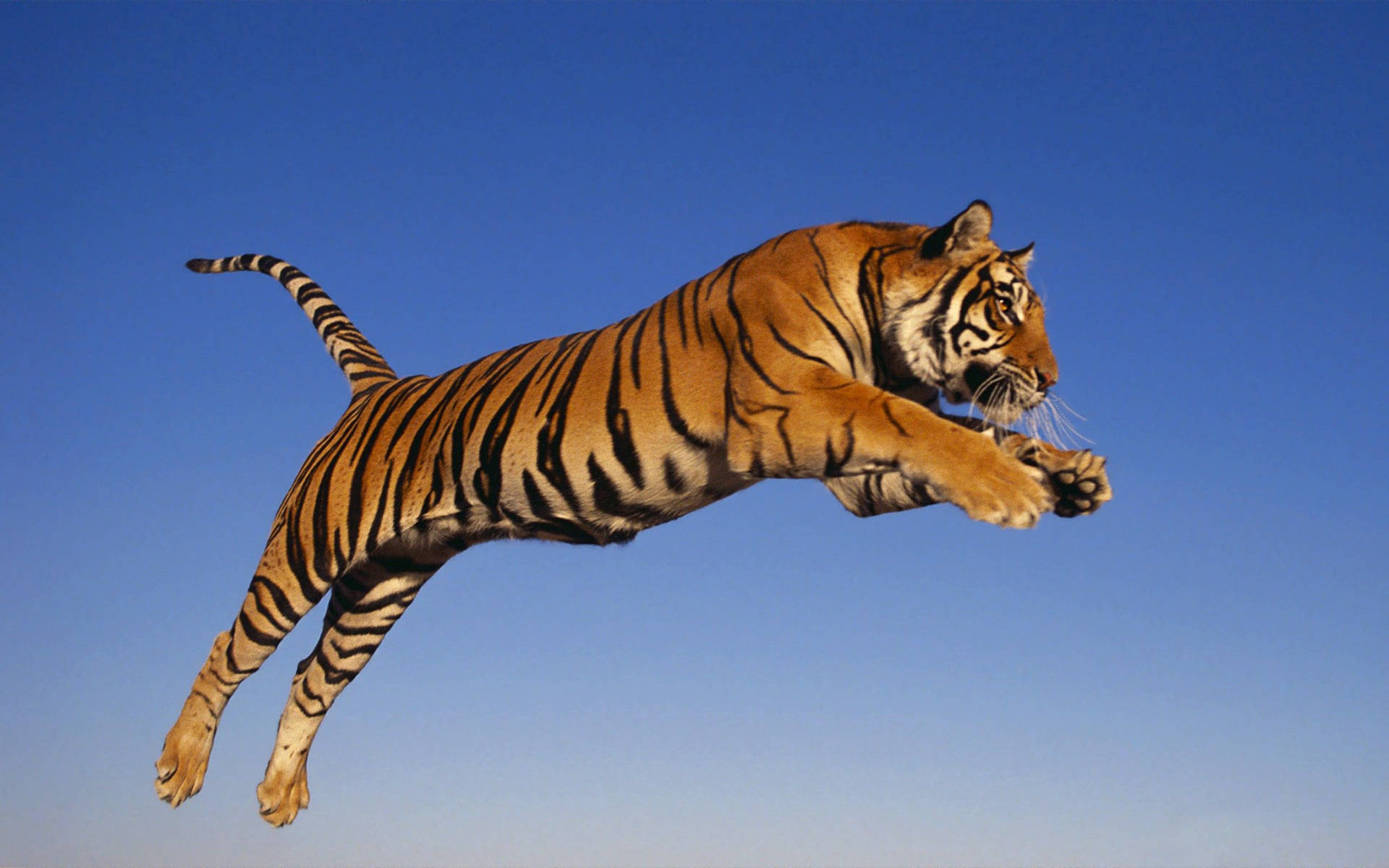 Jumping Majestic Tiger Background
