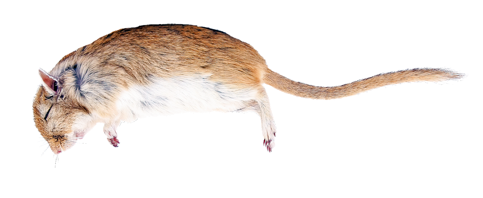 Jumping Rat Isolated Background PNG