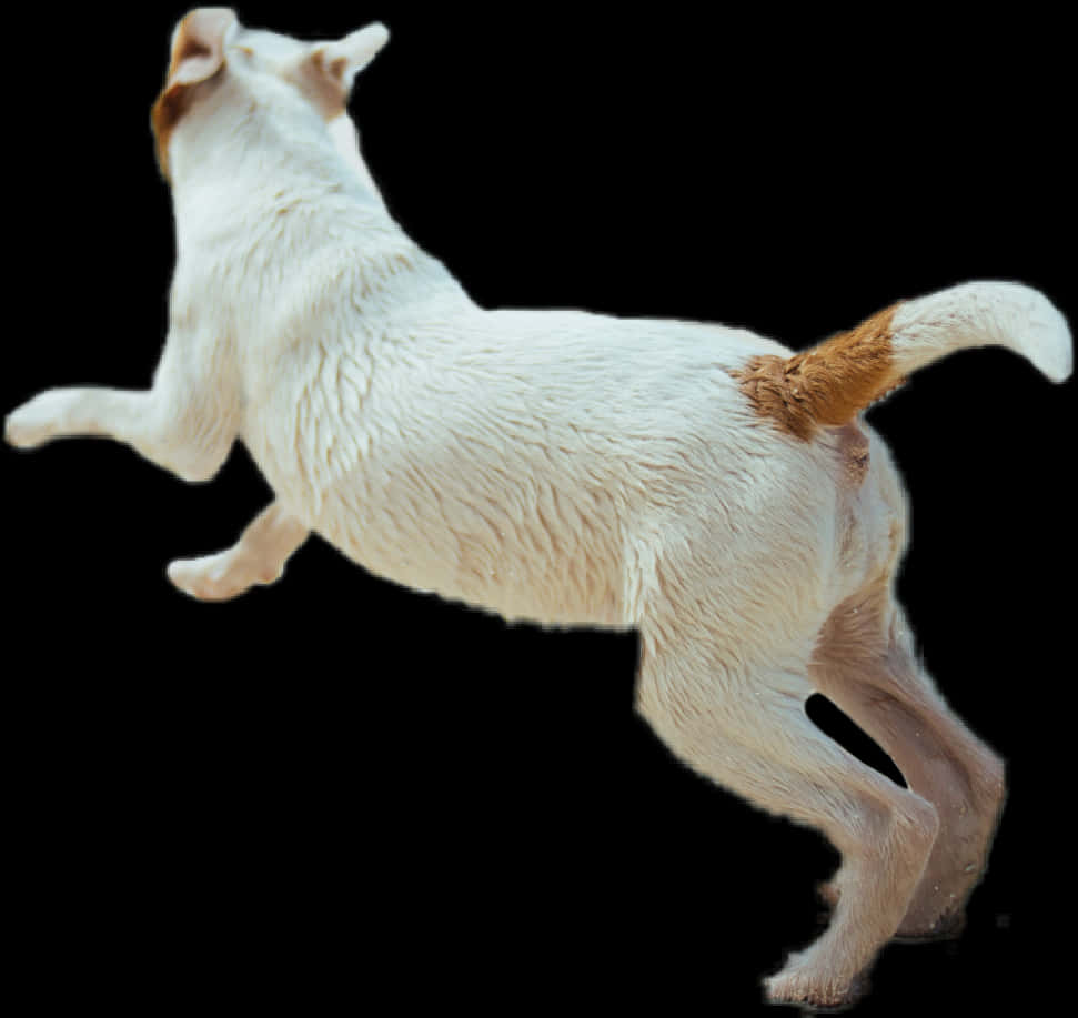 Jumping White Dog Black Background PNG