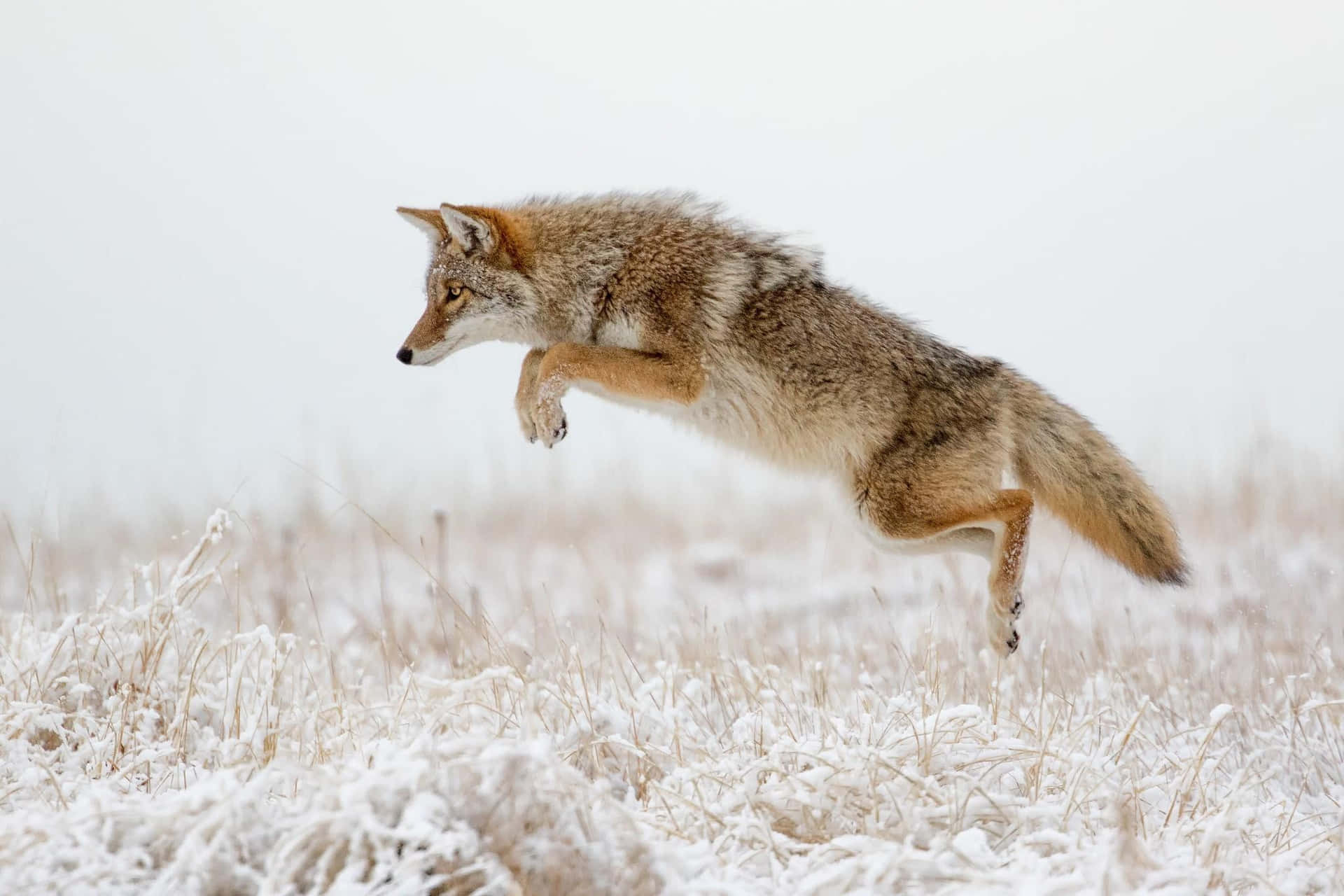 Jumping Wild Coyote Background