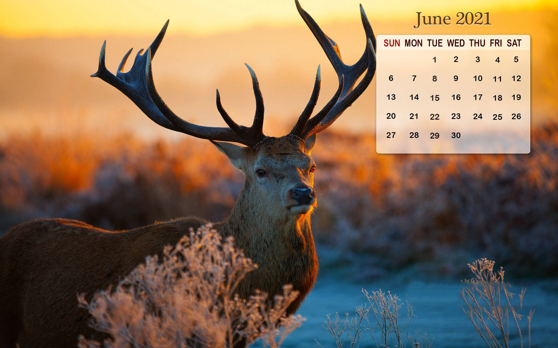 A Deer Is Standing In The Field With A Sunset Background Wallpaper