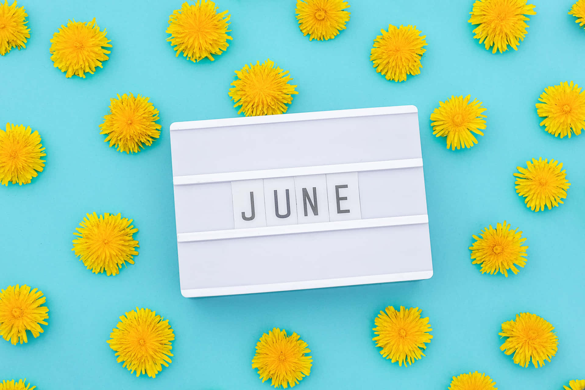 June Desktop Calendar Dandelions Blue Background Wallpaper