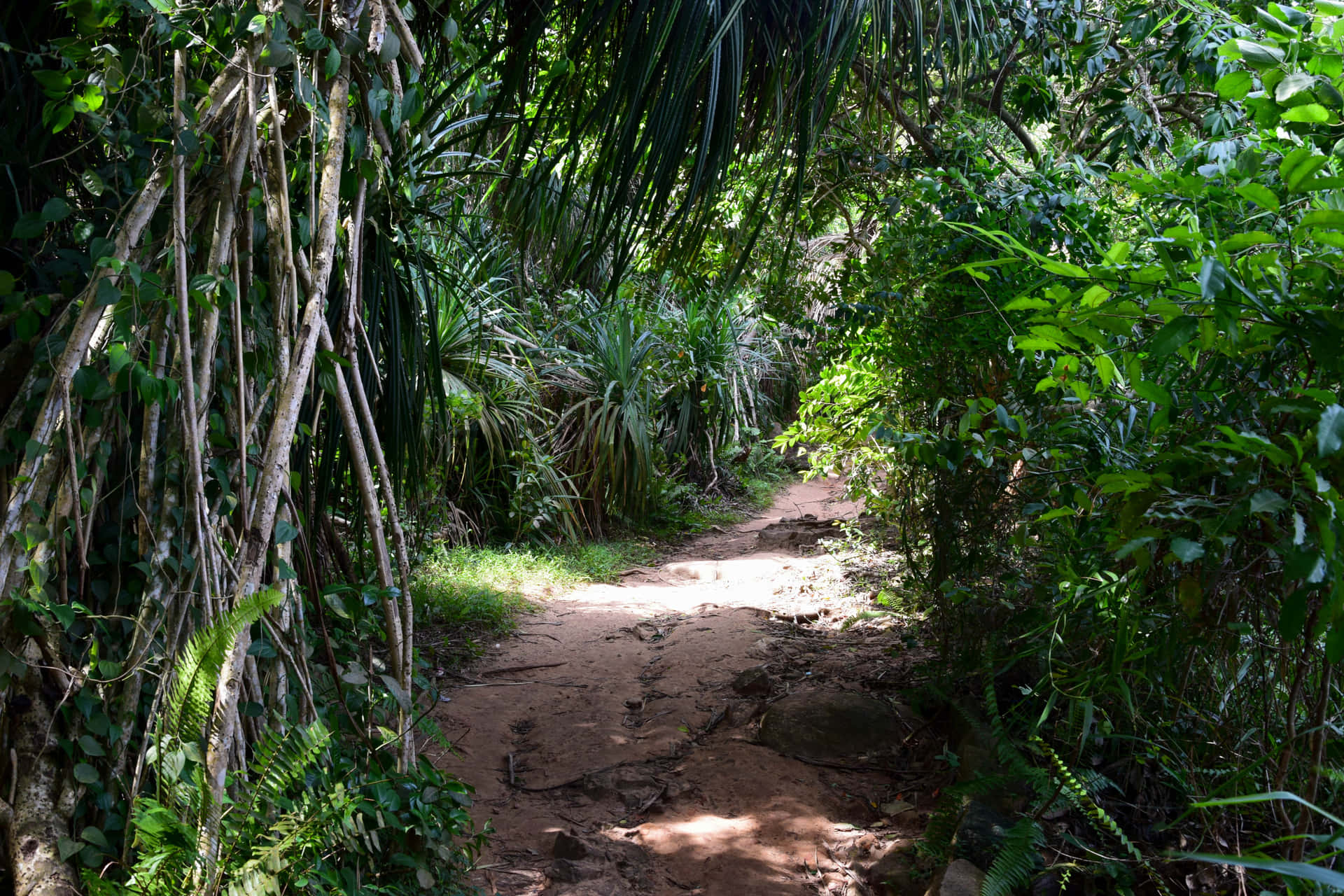Jungle With Dirt Path Background