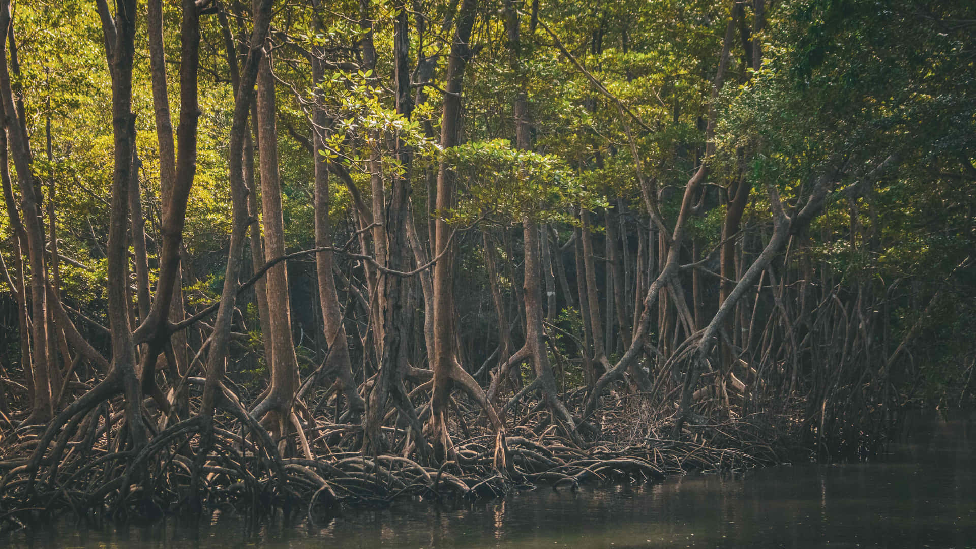 Tall Mangrove Trees Jungle Background