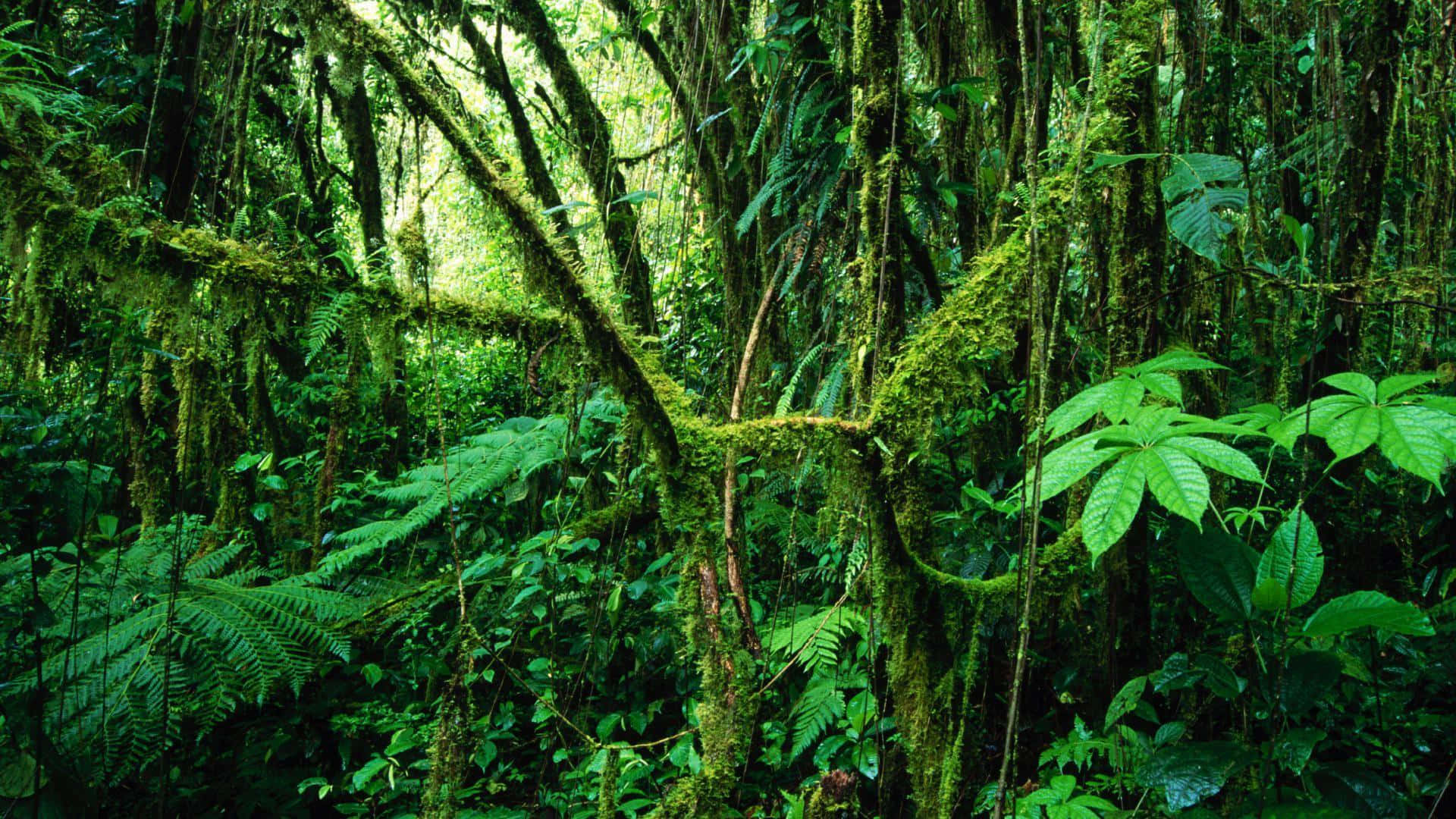 Moss Covered Tree Jungle Background