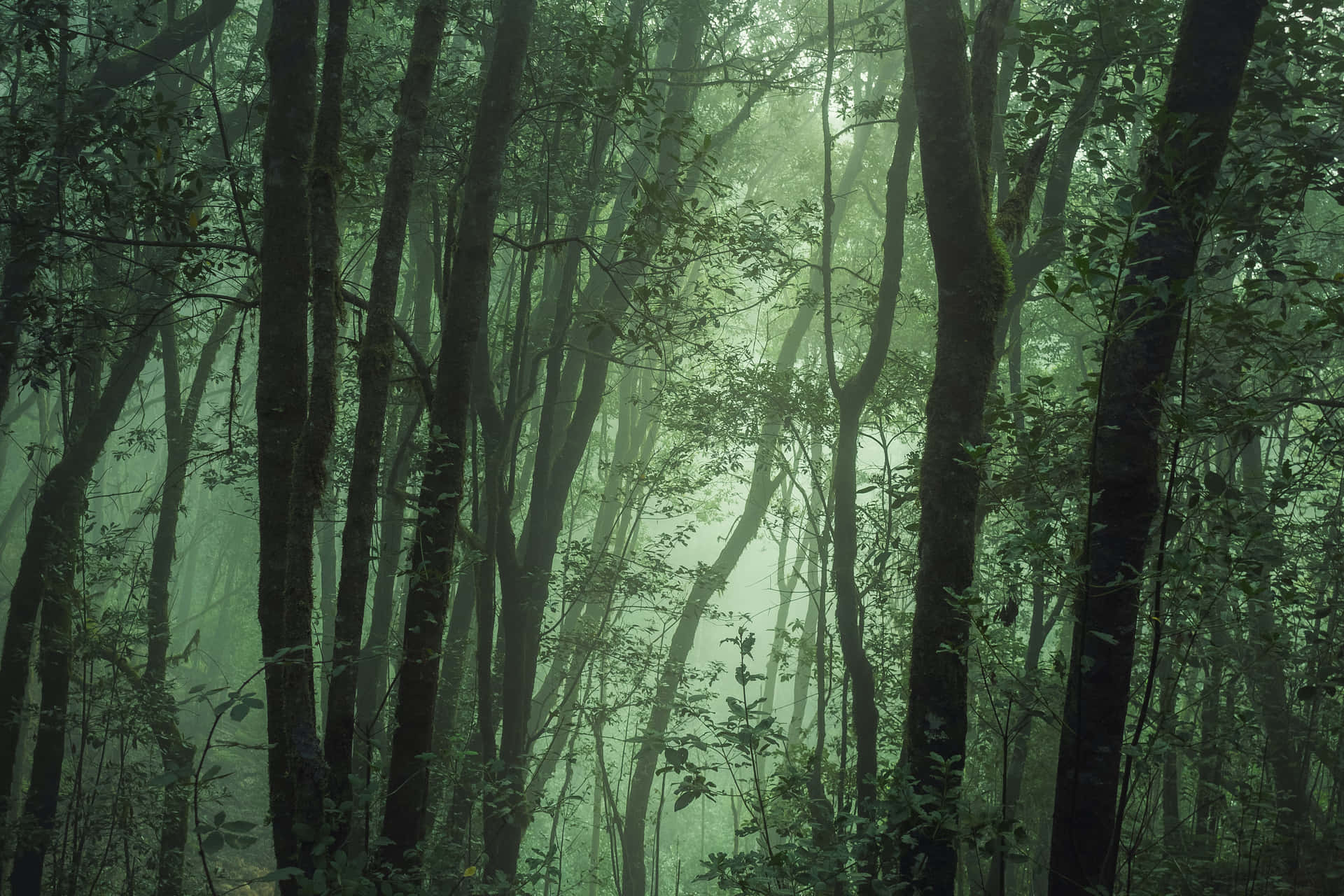 Misty Eerie Forest Jungle Background