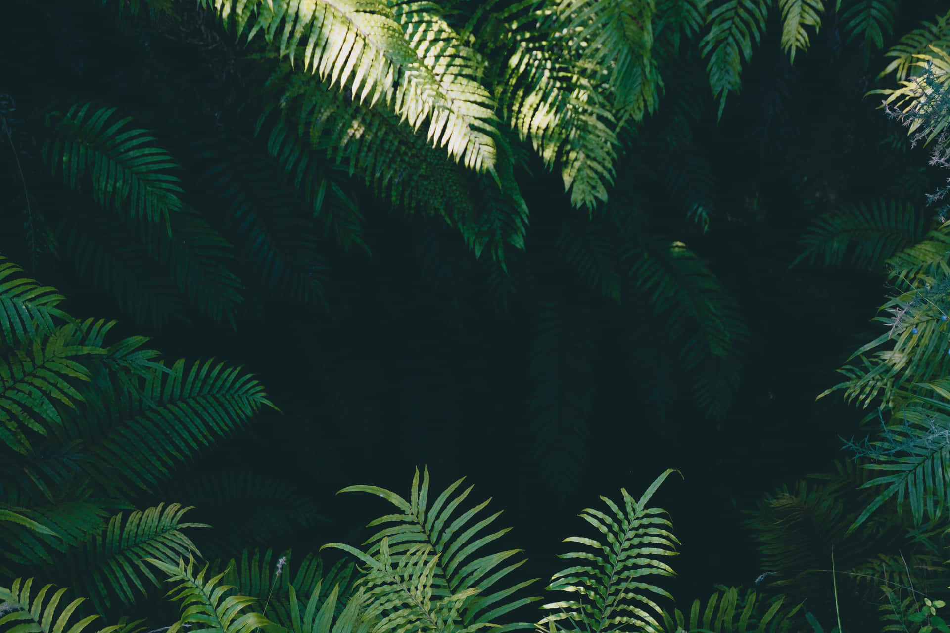 Dark Tropical Jungle With Big Leaves Background