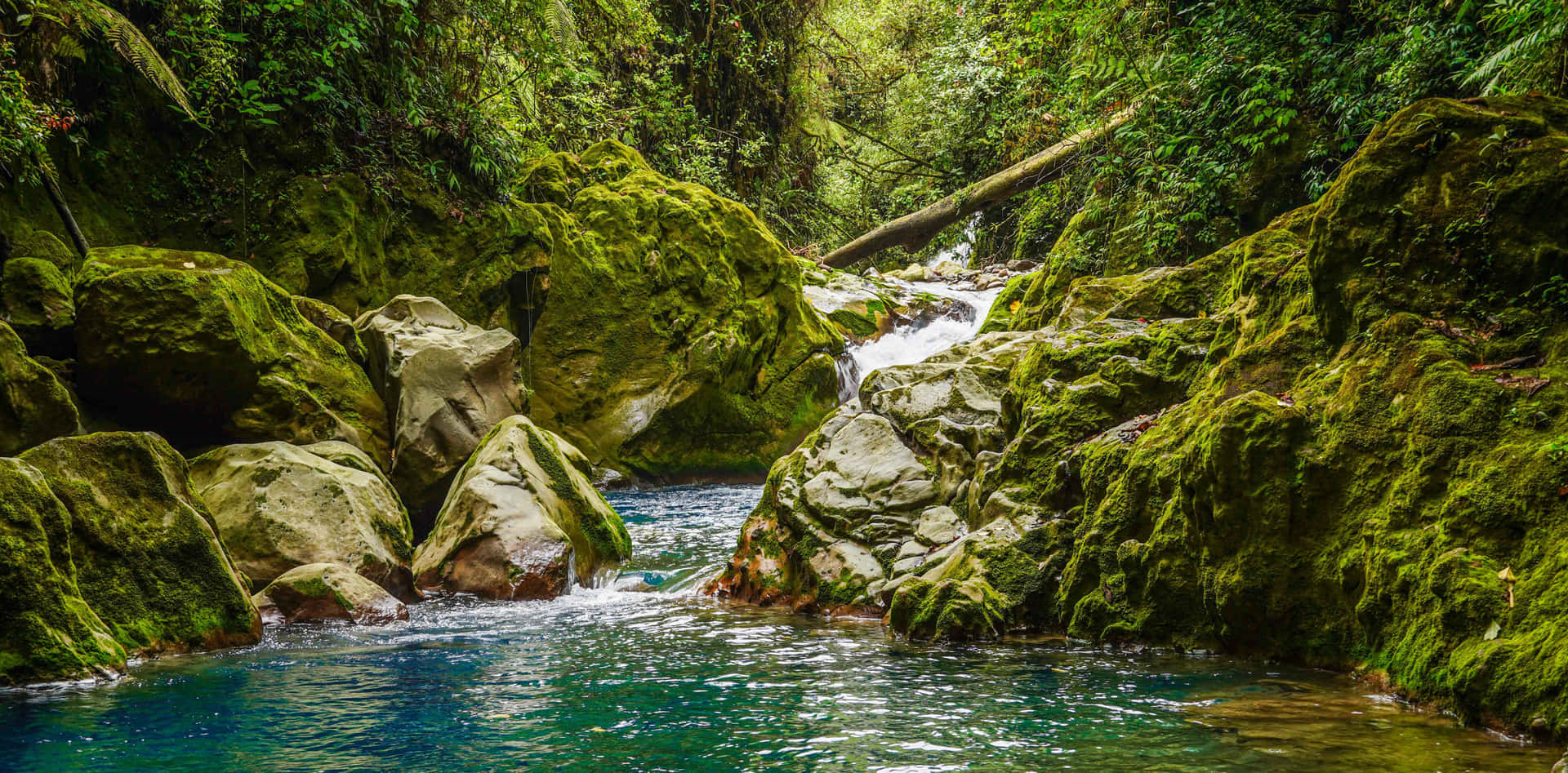 Jungle With Blue Spring Water Background