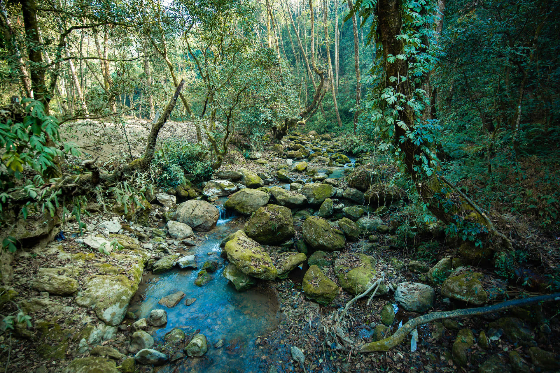Jungle With Stream And Mossy Rocks Background