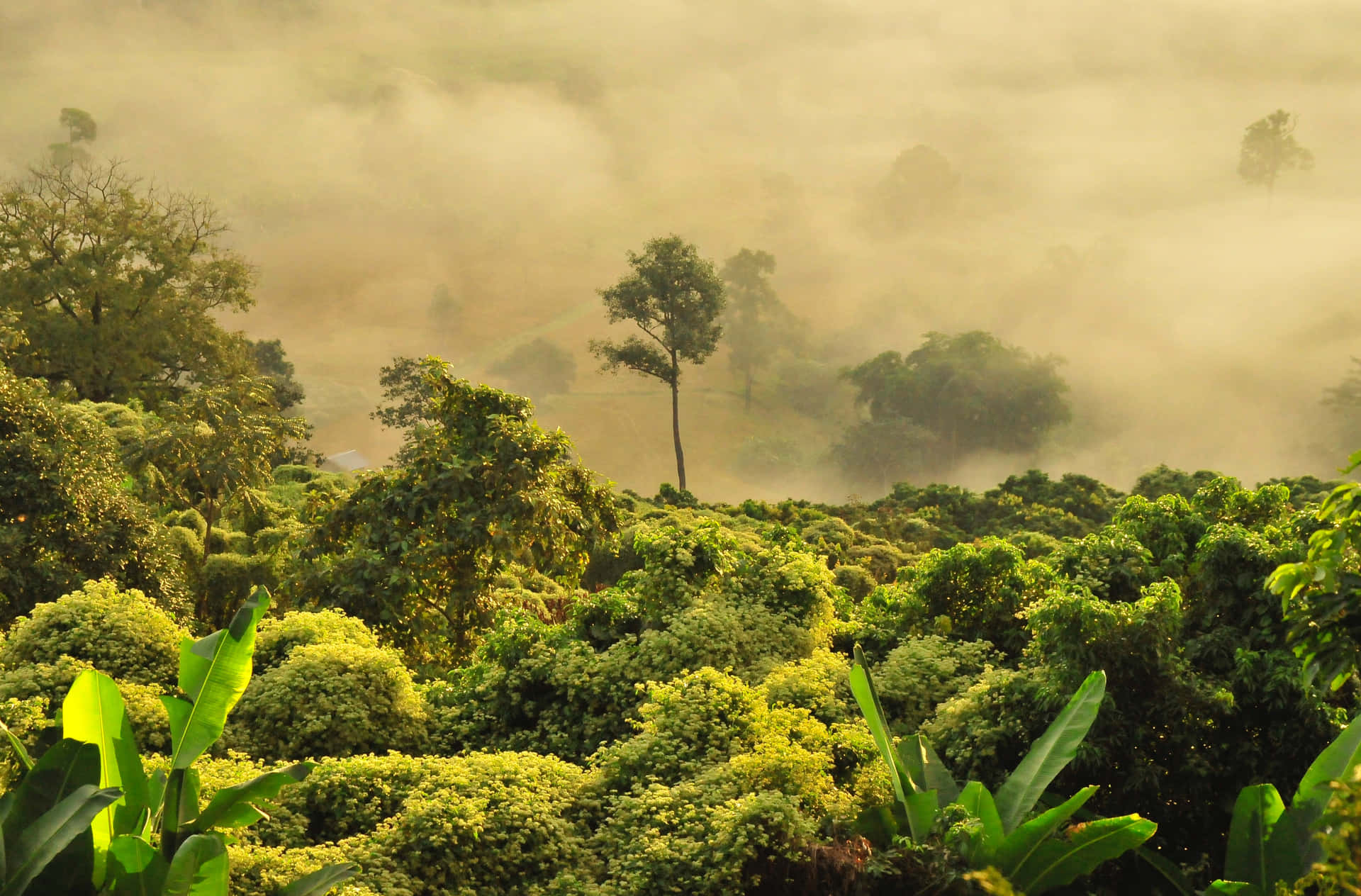 Forest Jungle Covered By Cloud Background
